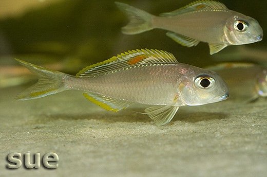 Xenotilapia nigrolabiata 'Chituta Bay'